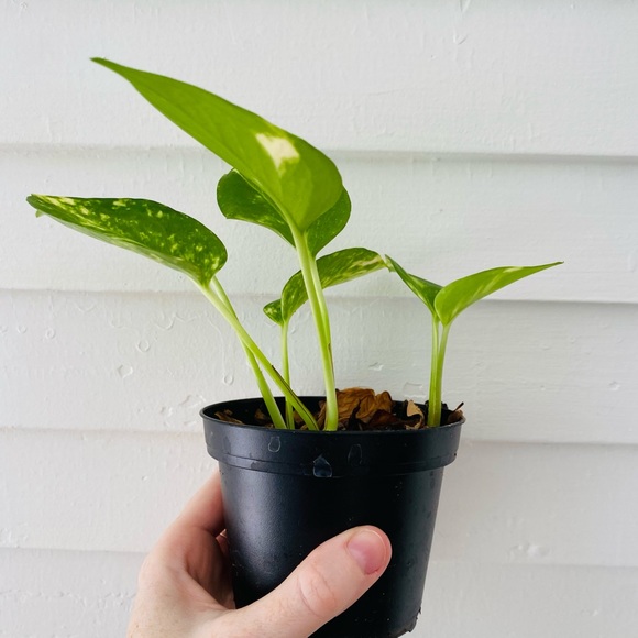 Golden Pothos in Nursery Pot - Picture 2 of 6